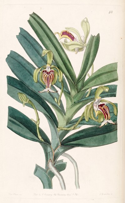 Vanda cristata da Miss Drake